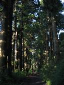 gal/Autour de Tokyo/Hakone/_thb_110_1079.jpg